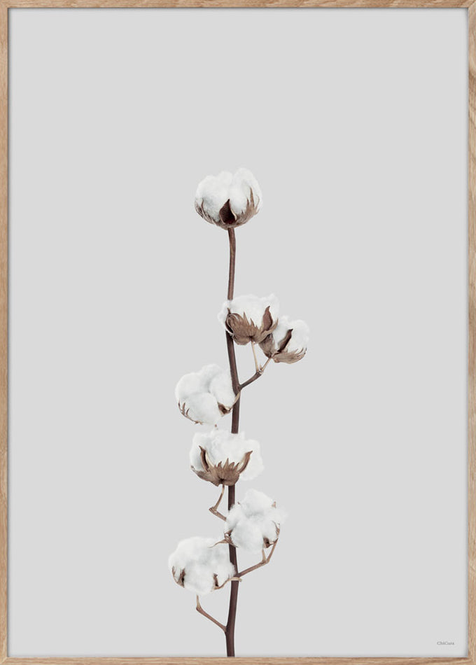 ChiCura Posters Cotton Flower - 50x70cm Posters / Flowers & Plants Multiple Color