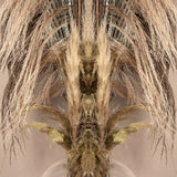 Reflection CC10